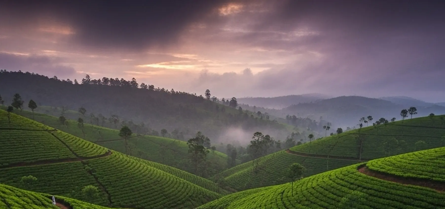 Tea Plantations, Nuwara Eliya